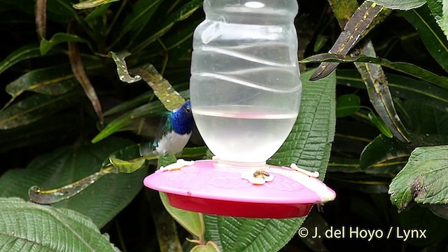 White-necked Jacobin - ML201416281