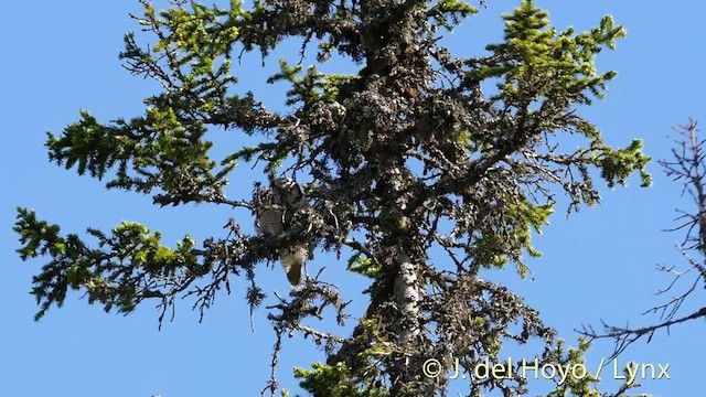 sovice krahujová (ssp. ulula/tianschanica) - ML201416291