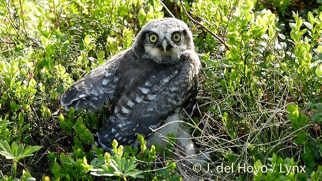 Northern Hawk Owl (Eurasian) - ML201416311