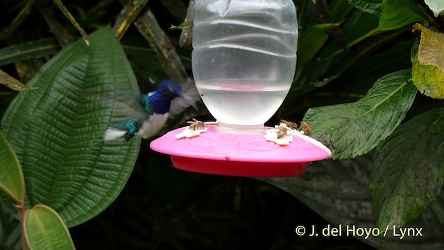 White-necked Jacobin - ML201416321