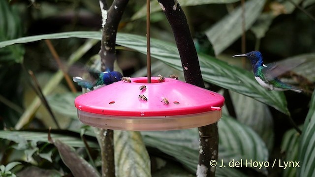 White-necked Jacobin - ML201416331