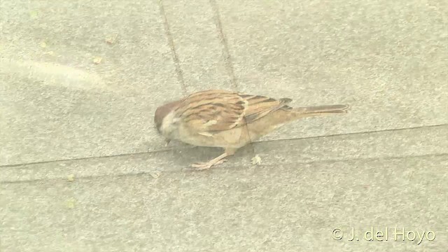 Eurasian Tree Sparrow - ML201416351
