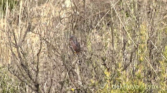 Dartford Warbler - ML201416681