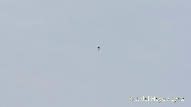 Moluccan Swiftlet - ML201416991