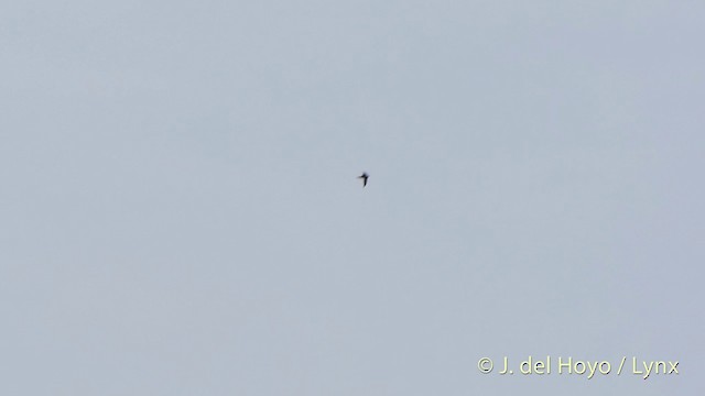 Sulawesi Swiftlet - ML201416991