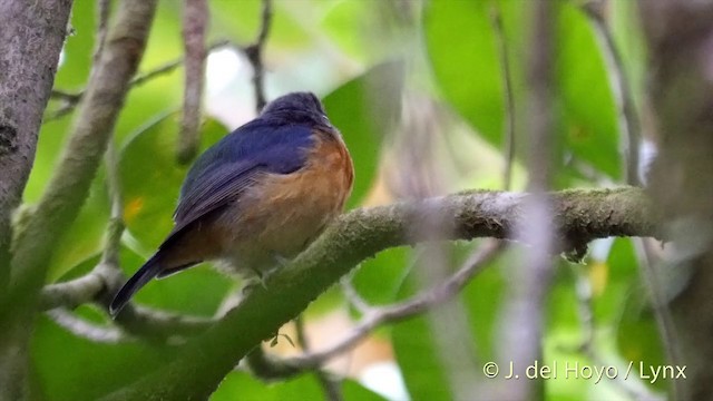 Sulawesi Blue Flycatcher (Sulawesi) - ML201417021