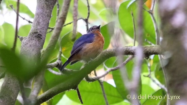 Sulawesi Blue Flycatcher (Sulawesi) - ML201417031