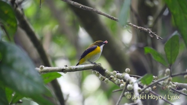 Yellow-sided Flowerpecker - ML201417051