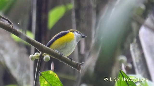 Yellow-sided Flowerpecker - ML201417061