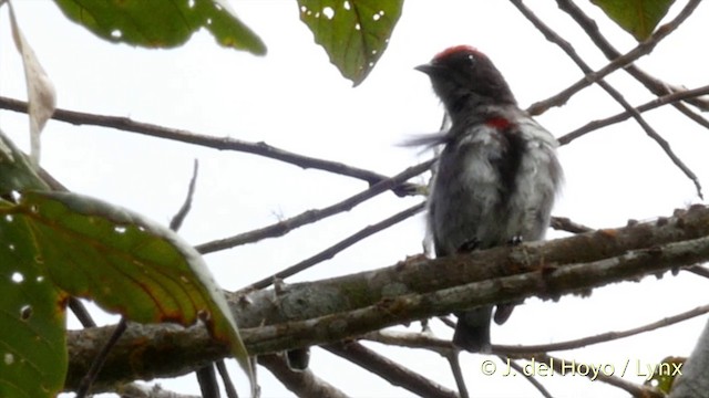 Dicée à tête rouge - ML201417091