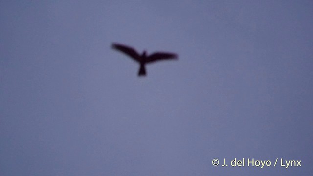 Great Eared-Nightjar - ML201417121