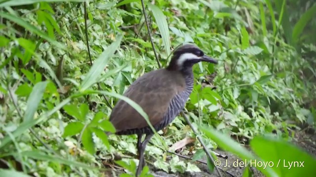 Barred Rail - ML201417131