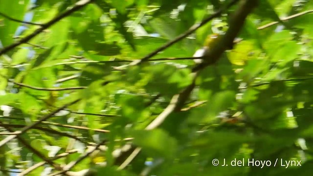 Warbling White-eye - ML201417171