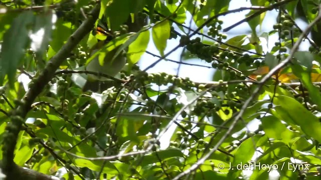 Black-crowned White-eye - ML201417191