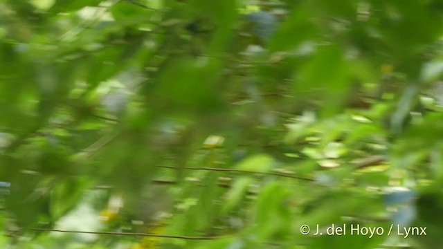 Black-crowned White-eye - ML201417201