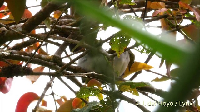 Black-crowned White-eye - ML201417211