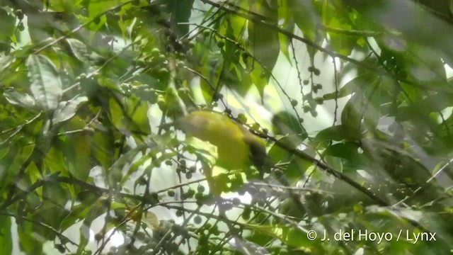 Black-crowned White-eye - ML201417221