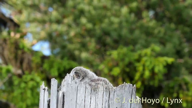 Great Gray Owl (Lapland) - ML201417231