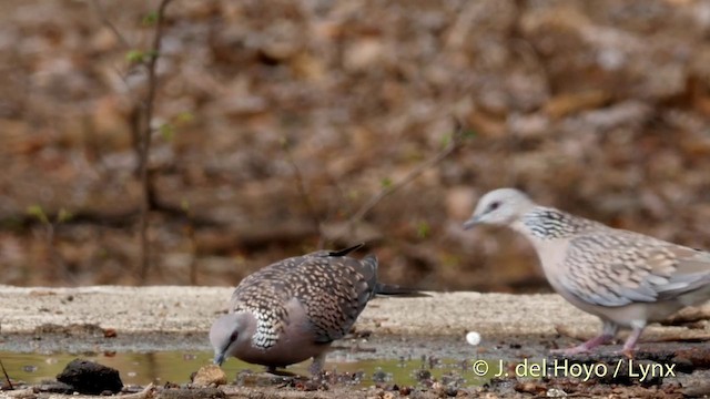 カノコバト（suratensis／ceylonensis） - ML201417461