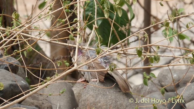 Dschungeldrosselhäherling [striata-Gruppe] - ML201417481