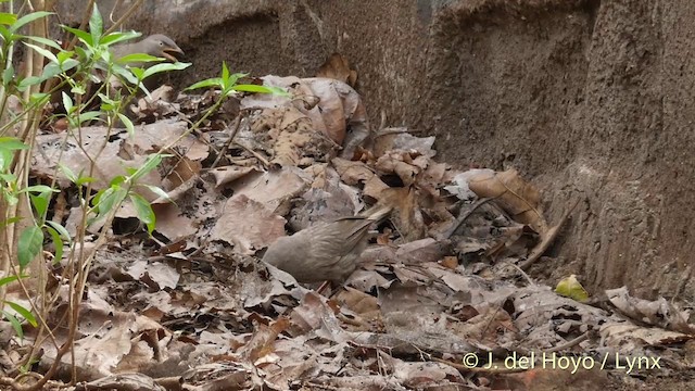 Turdoide Matorralero (grupo striata) - ML201417491