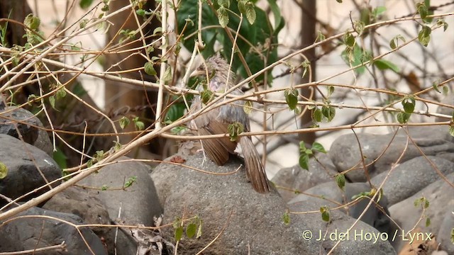 Turdoide Matorralero (grupo striata) - ML201417501