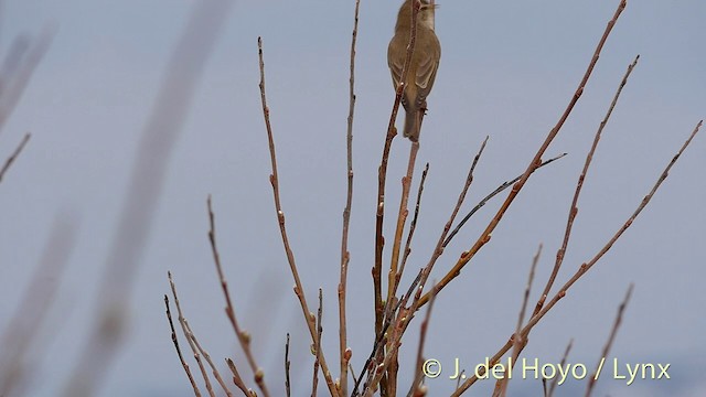 Willow Warbler - ML201417751