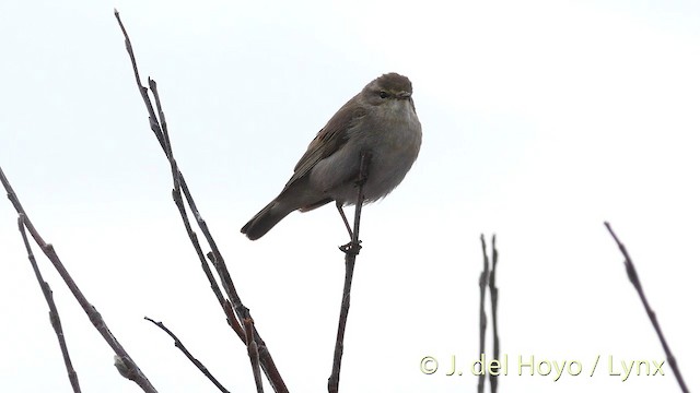 Willow Warbler - ML201417761