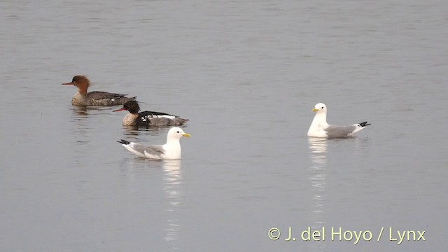 Red-breasted Merganser - ML201417791