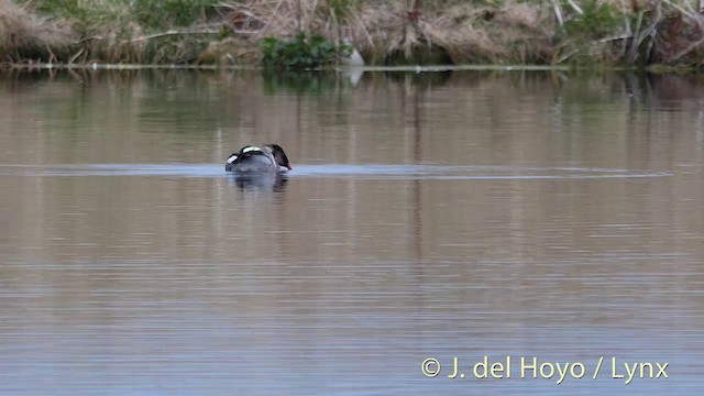 Red-breasted Merganser - ML201417801