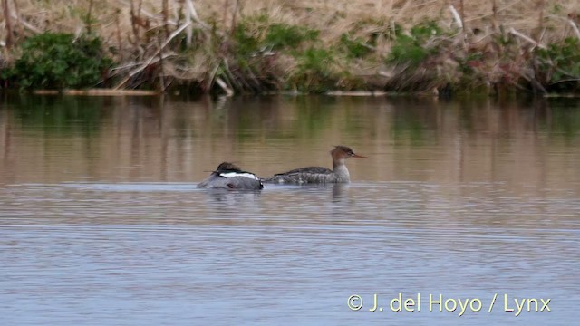 Red-breasted Merganser - ML201417811