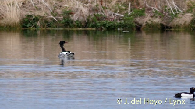 Red-breasted Merganser - ML201417821