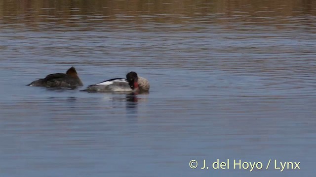 Red-breasted Merganser - ML201417831