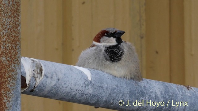 House Sparrow - ML201417841