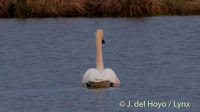 Whooper Swan - ML201417891