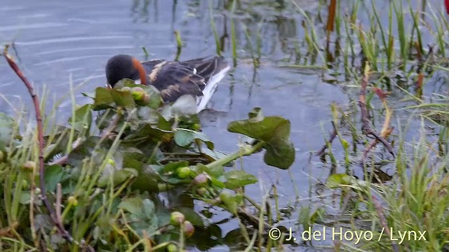 Red-necked Phalarope - ML201418021