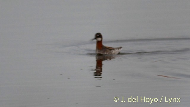 Red-necked Phalarope - ML201418031