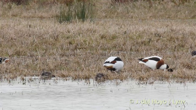 Common Shelduck - ML201418041