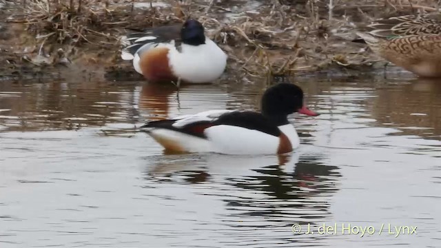 Common Shelduck - ML201418051