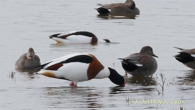 Common Shelduck - ML201418061