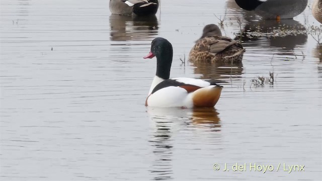 Common Shelduck - ML201418071