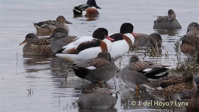 Common Shelduck - ML201418081