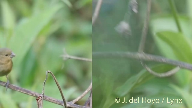 Yellow-bellied Seedeater - ML201418121