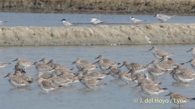 Txirri handia - ML201418141