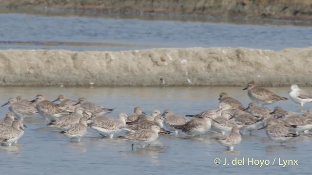 Txirri handia - ML201418181