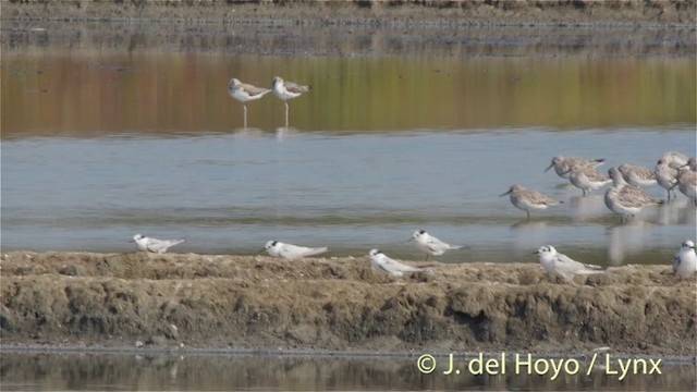 Weißbart-Seeschwalbe - ML201418221