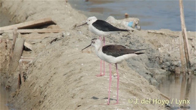 Black-winged Stilt - ML201418261