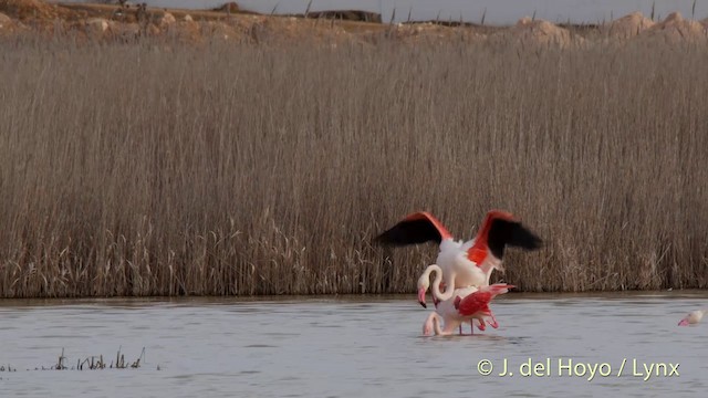 Flamenco Común - ML201418501