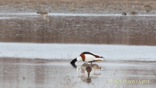 Common Shelduck - ML201418561