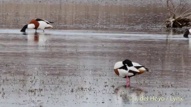 Common Shelduck - ML201418571